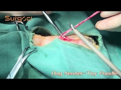 Dog Neuter Surgery Using Pet Ultrasonic Scalpel on a Toy Poodle